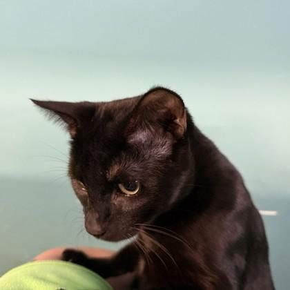 George `Kodi`, Adoptable, Adult Male Domestic Short Hair & Domestic Short Hair.