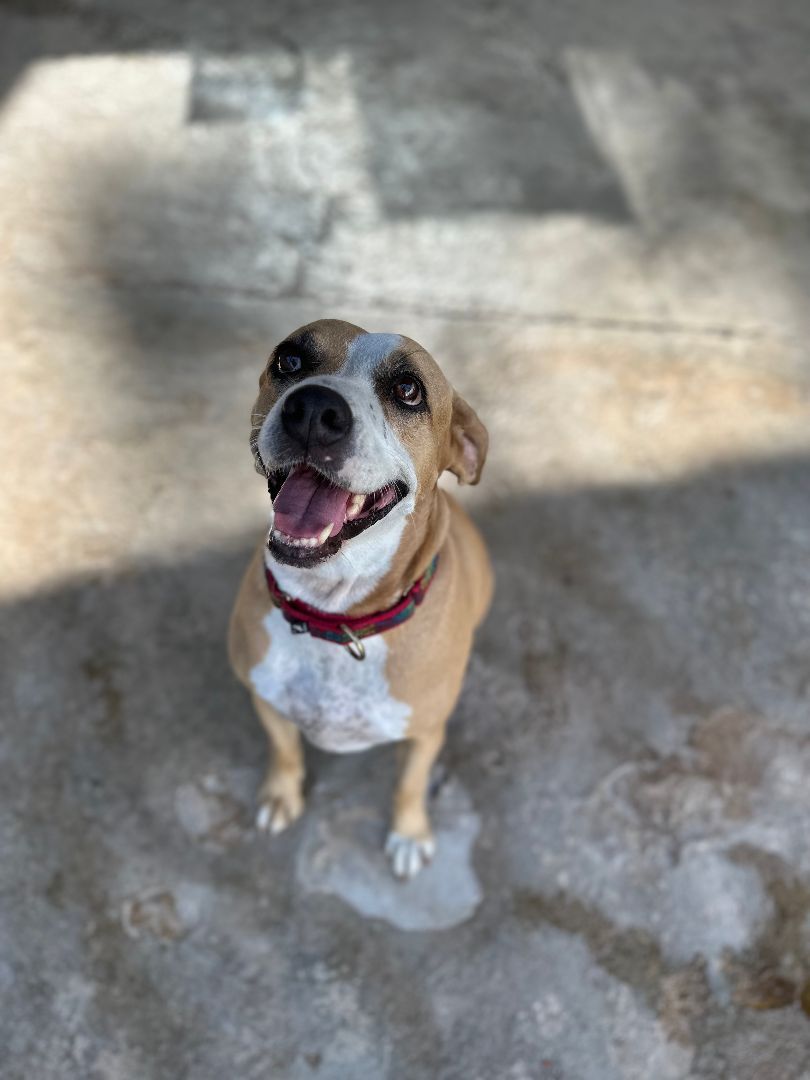 Neely, a Adoptable mixed breed in Loiza, PR image 3/5