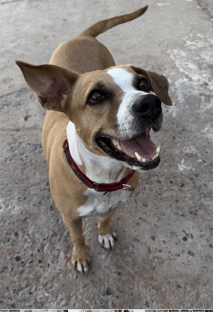 Neely, a Adoptable mixed breed in Loiza, PR image 1/5
