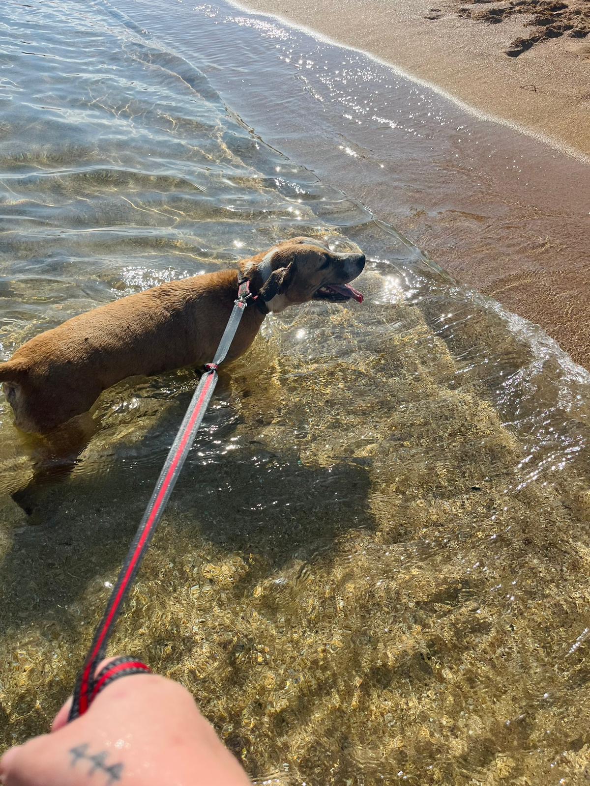 Neely, a Adoptable mixed breed in Loiza, PR image 2/5