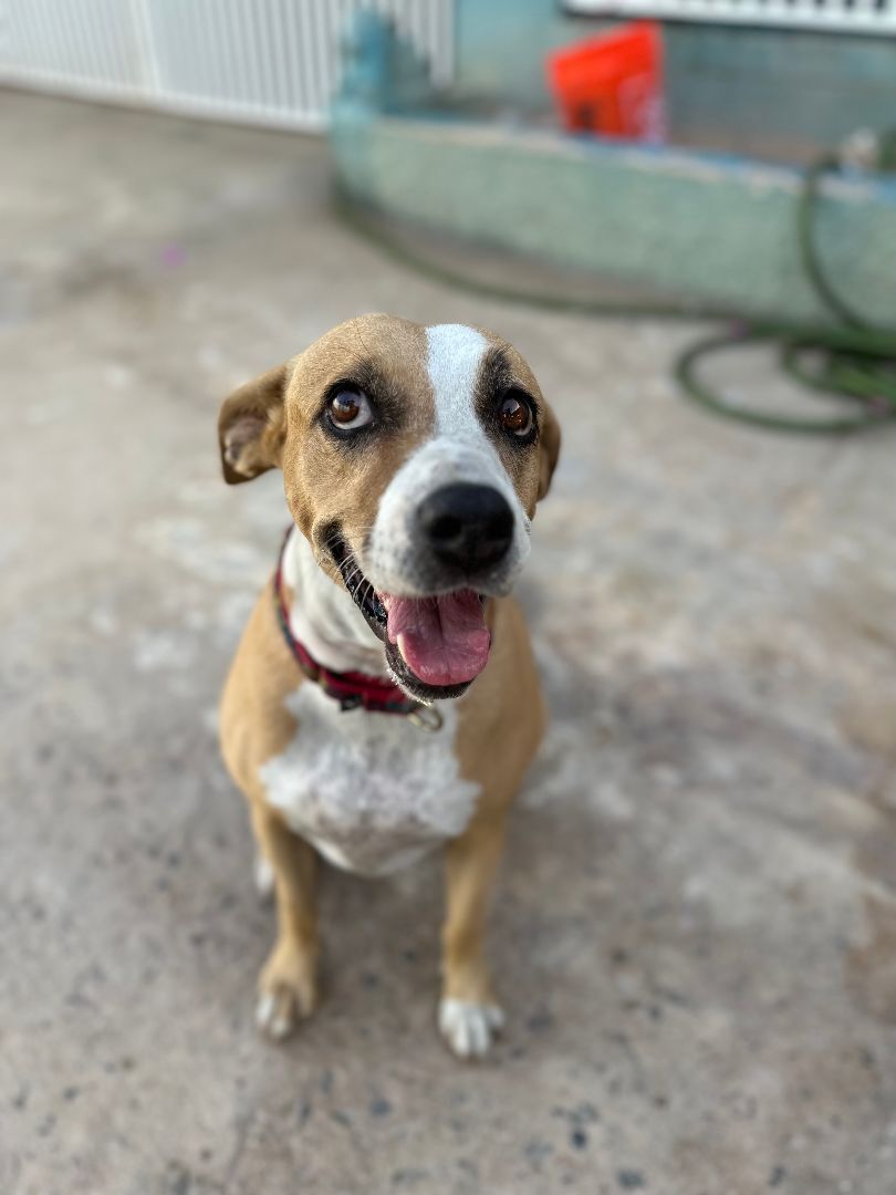 Neely, a Adoptable mixed breed in Loiza, PR image 4/5