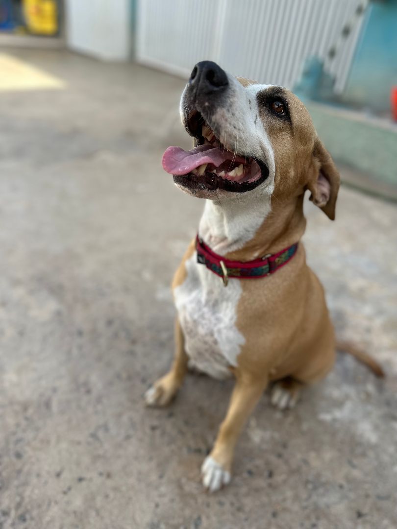 Neely, a Adoptable mixed breed in Loiza, PR image 5/5