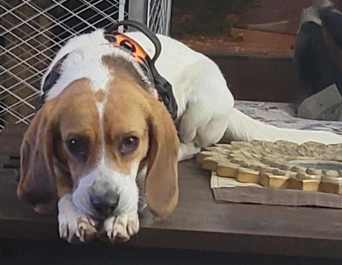 Enlarge Charlie, a ADOPTABLE Beagle in Prince Frederick, MD image 4/4