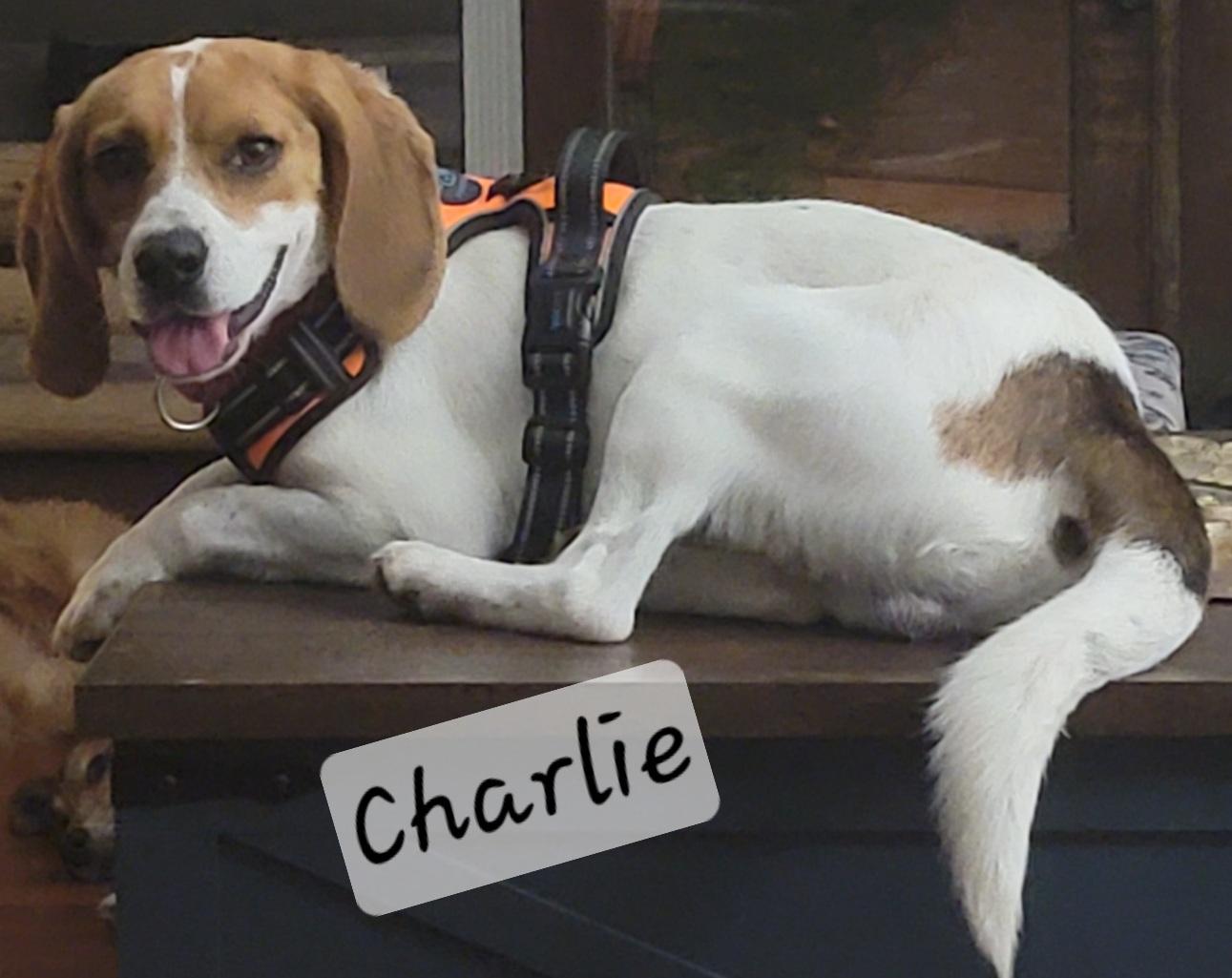 Enlarge Charlie, a ADOPTABLE Beagle in Prince Frederick, MD image 2/4
