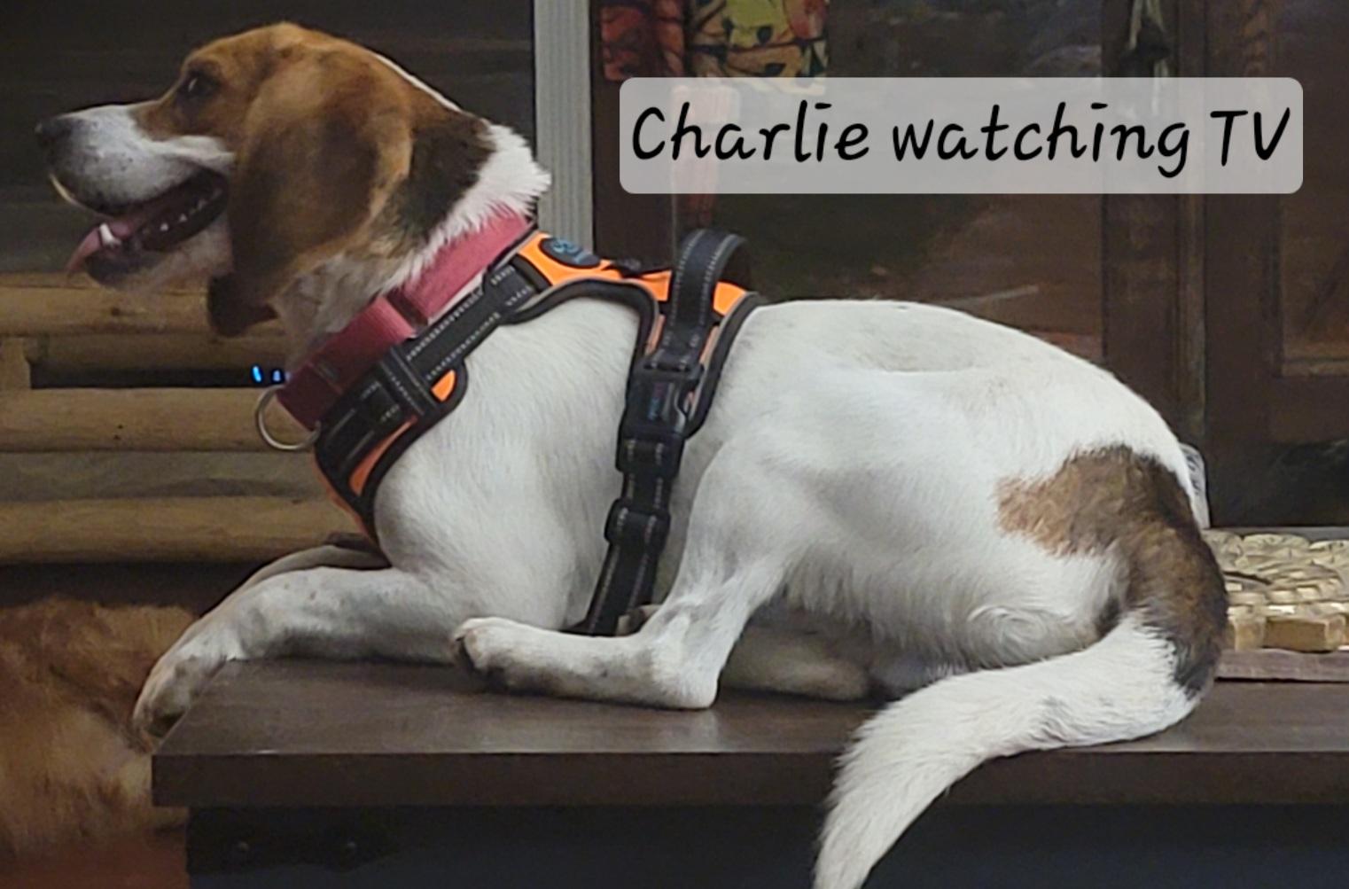 Enlarge Charlie, a ADOPTABLE Beagle in Prince Frederick, MD image 3/4