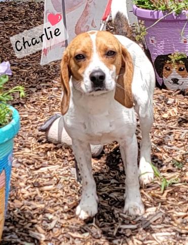 Charlie, adoptable, Young Male Beagle.