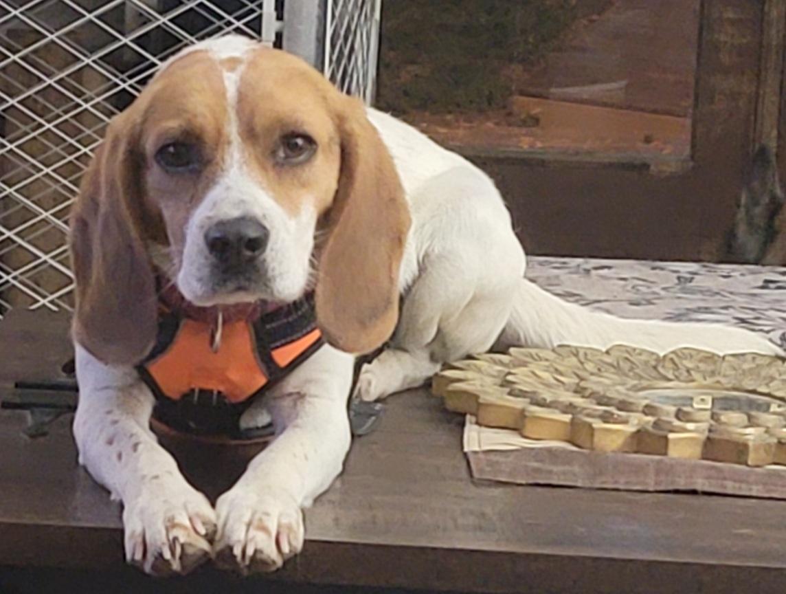 Enlarge Charlie, a ADOPTABLE Beagle in Prince Frederick, MD image 1/4