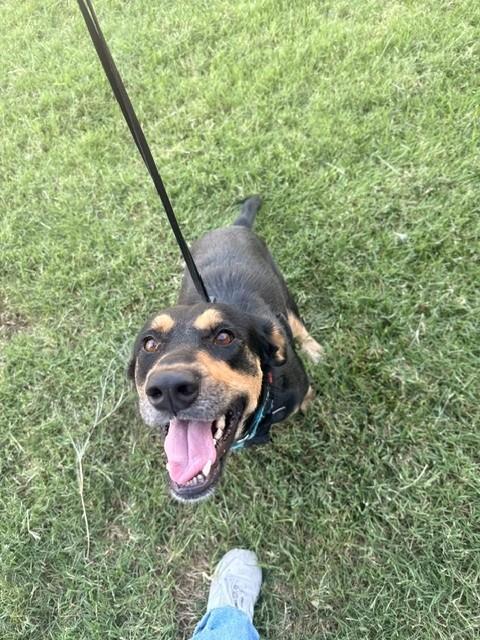 Samantha, a ADOPTABLE mixed breed in Fayetteville, AR image 6/6