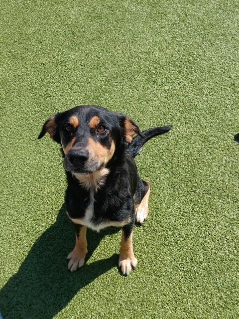 Samantha, ADOPTABLE, Adult Female Shepherd.
