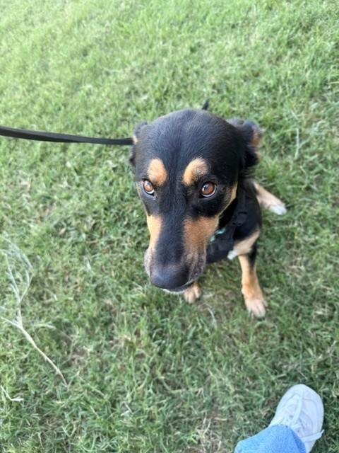 Samantha, a ADOPTABLE mixed breed in Fayetteville, AR image 5/6