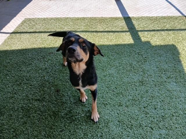 Enlarge Samantha, a ADOPTABLE mixed breed in Fayetteville, AR image 4/6