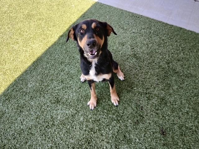 Enlarge Samantha, a ADOPTABLE mixed breed in Fayetteville, AR image 6/6