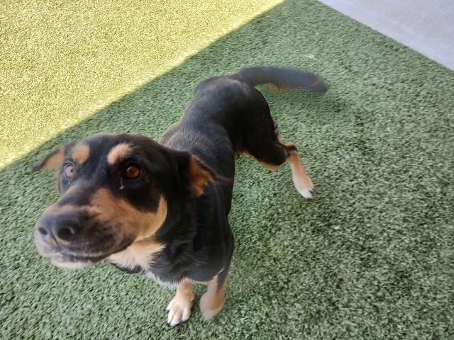 Enlarge Samantha, a ADOPTABLE mixed breed in Fayetteville, AR image 5/6
