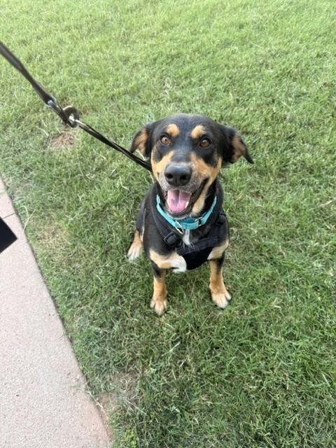 Samantha, ADOPTABLE, Adult Female Shepherd.
