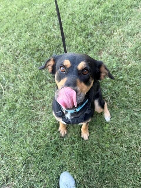 Samantha, a ADOPTABLE mixed breed in Fayetteville, AR image 2/6