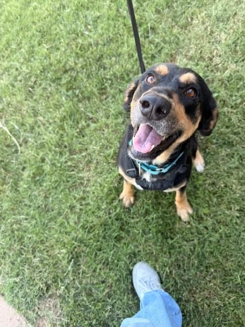 Samantha, a ADOPTABLE mixed breed in Fayetteville, AR image 4/6