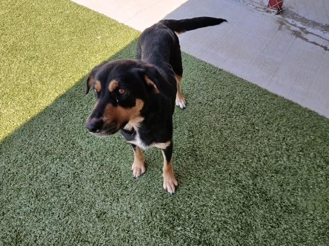 Enlarge Samantha, a ADOPTABLE mixed breed in Fayetteville, AR image 2/6
