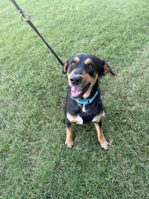 Samantha, a ADOPTABLE mixed breed in Fayetteville, AR image 3/6