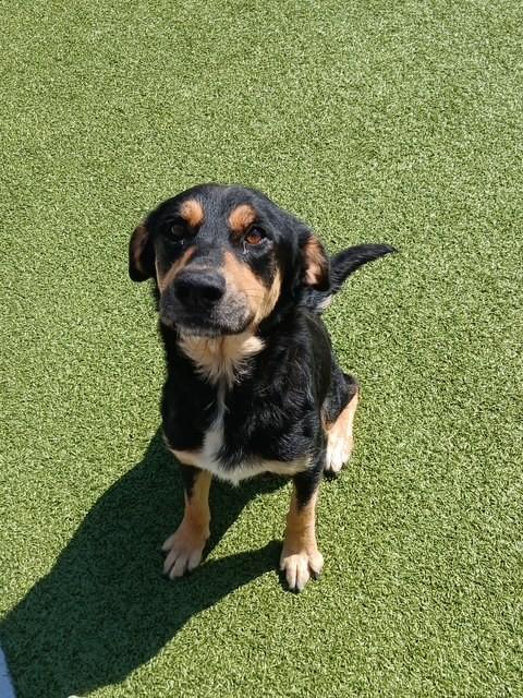 Enlarge Samantha, a ADOPTABLE mixed breed in Fayetteville, AR image 3/6