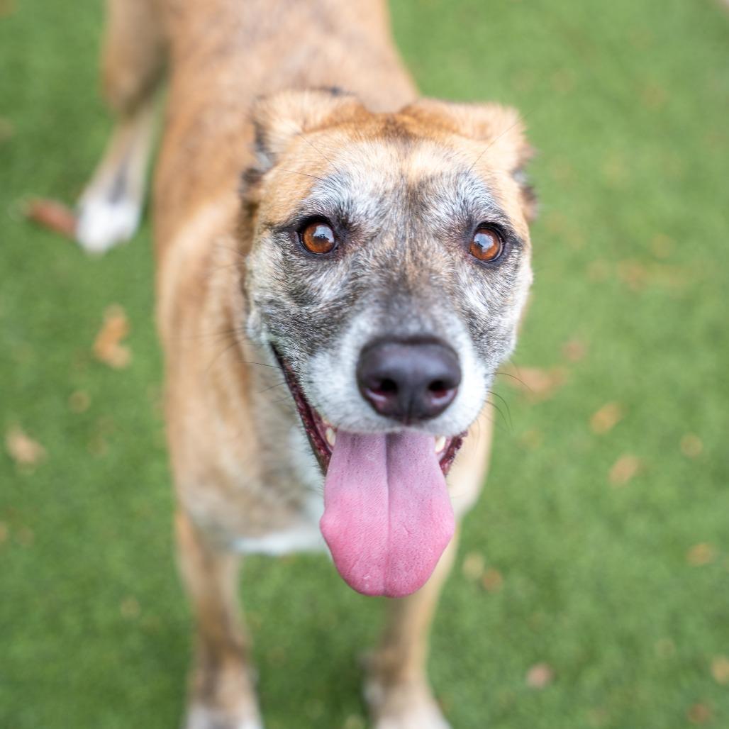 Rain, Adoptable, Adult Female Shepherd & Mixed Breed.