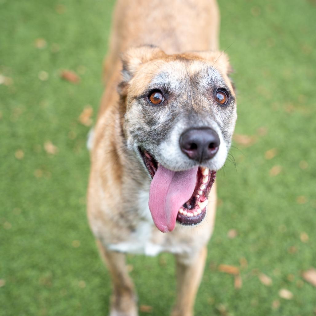 Rain, a Adoptable mixed breed in Gainesville, GA image 2/2