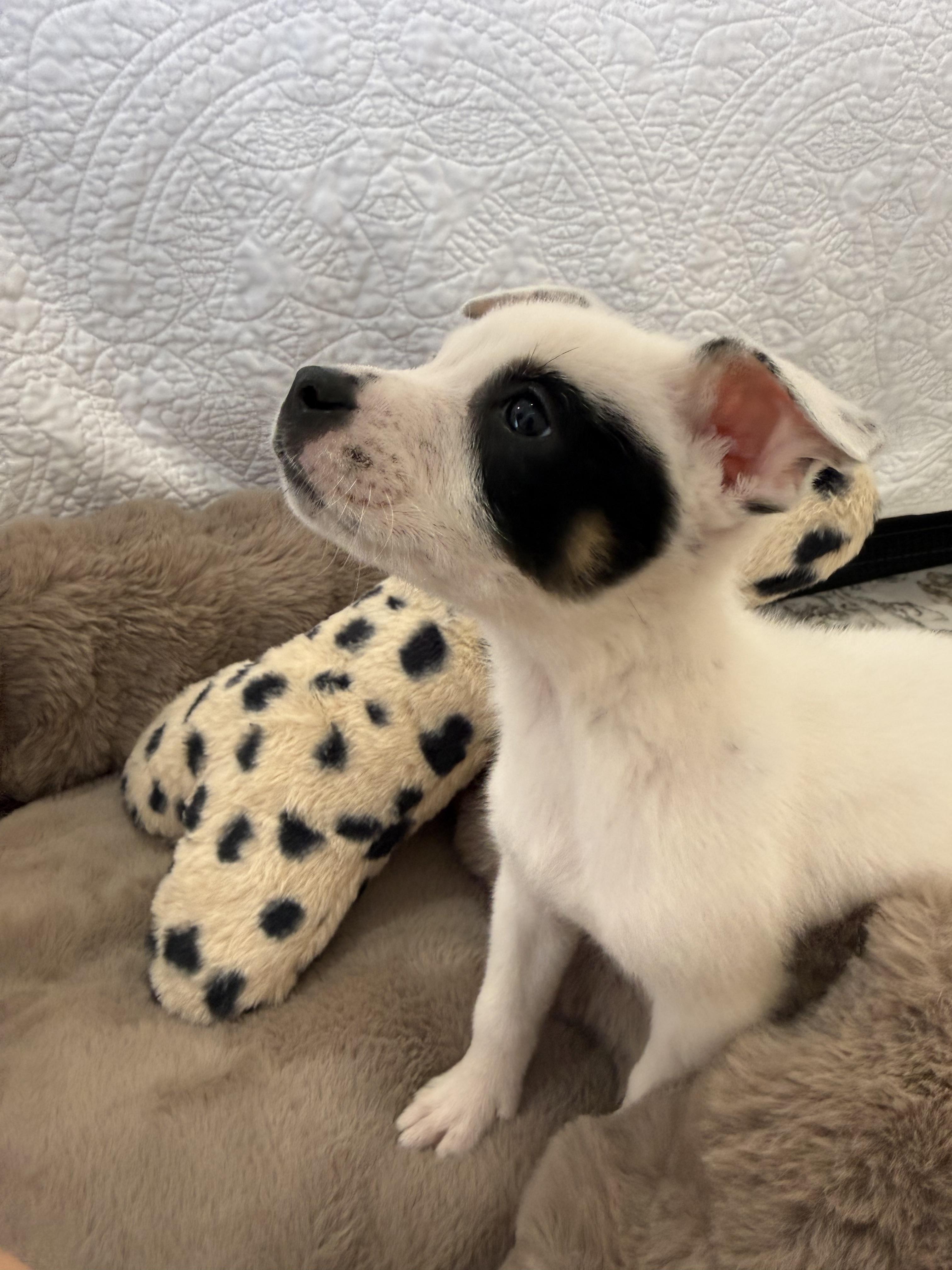 Sunny, Adopted, Young Male Australian Cattle Dog / Blue Heeler.