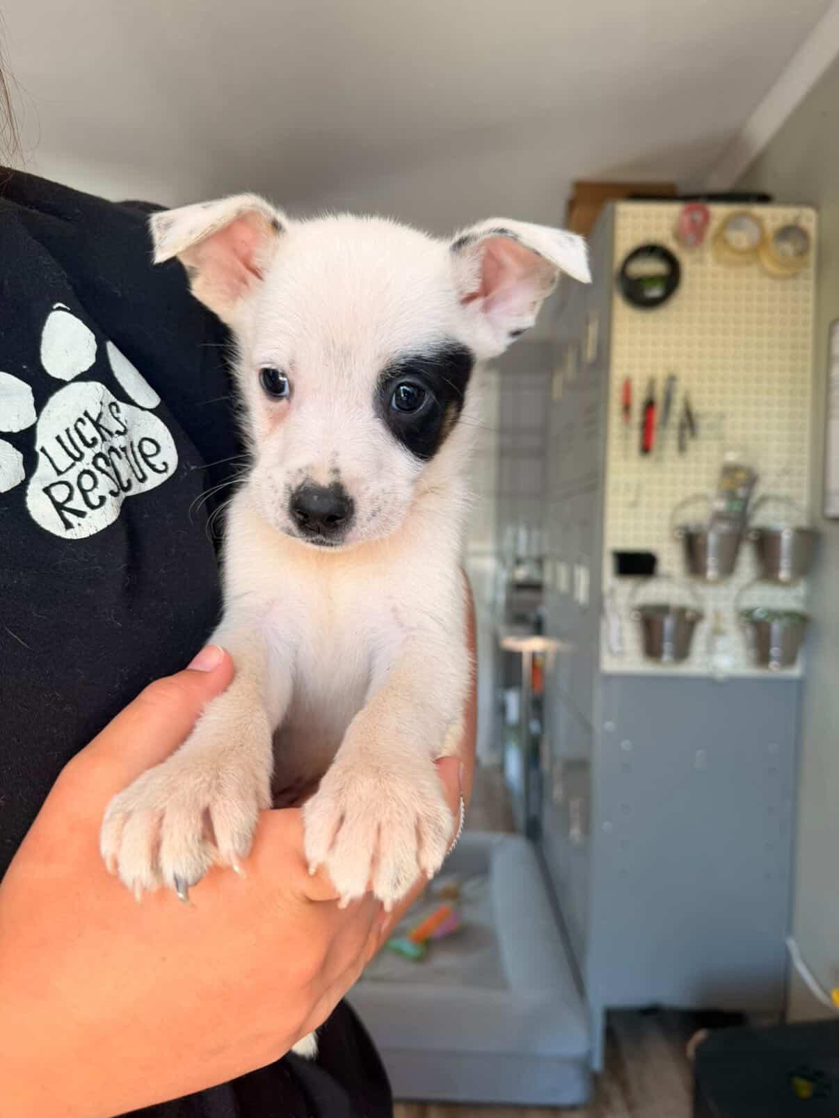 Sunny, a Adopted Australian Cattle Dog / Blue Heeler in Bradenton, FL image 2/6
