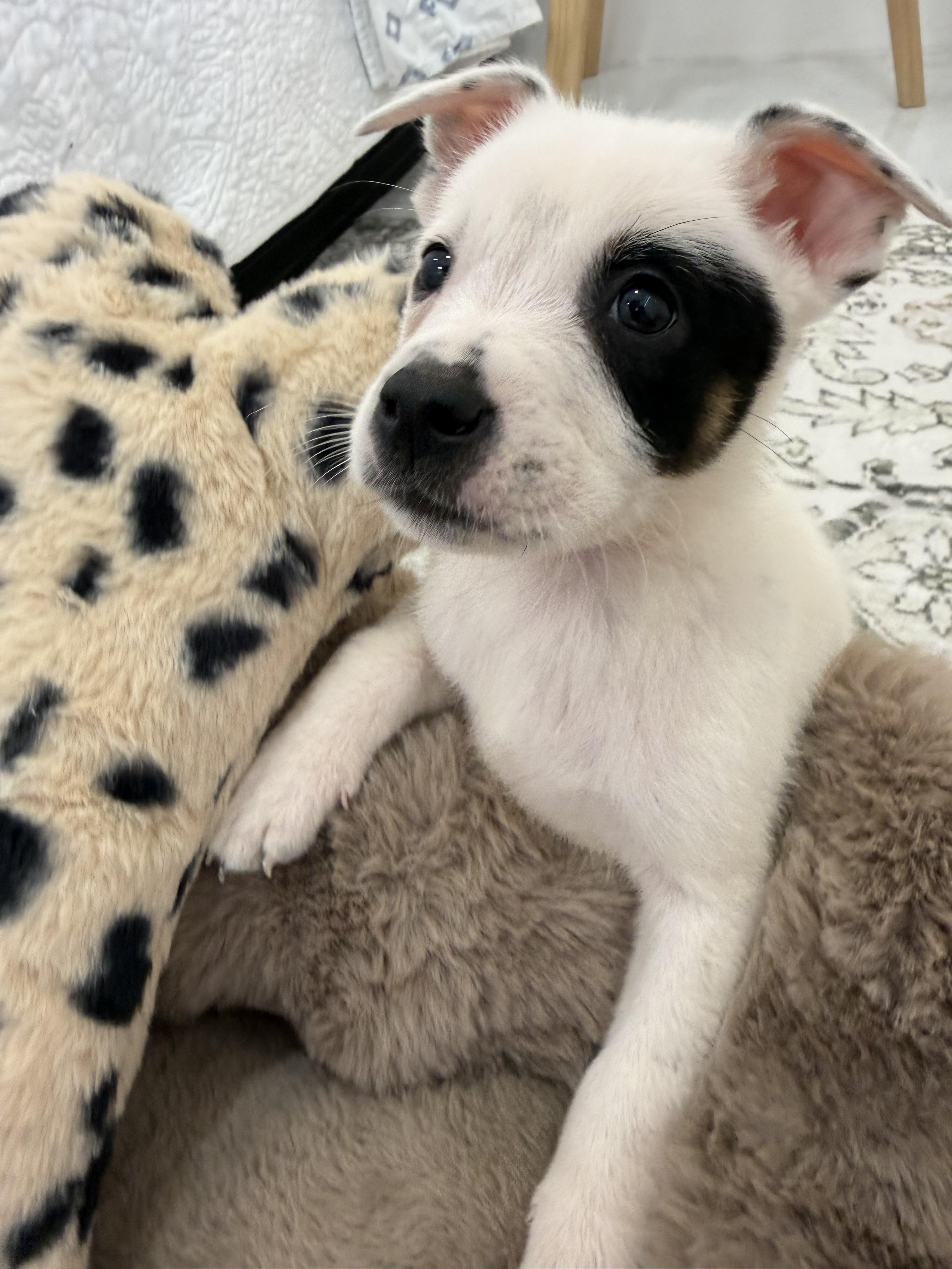 Sunny, a Adopted Australian Cattle Dog / Blue Heeler in Bradenton, FL image 3/6