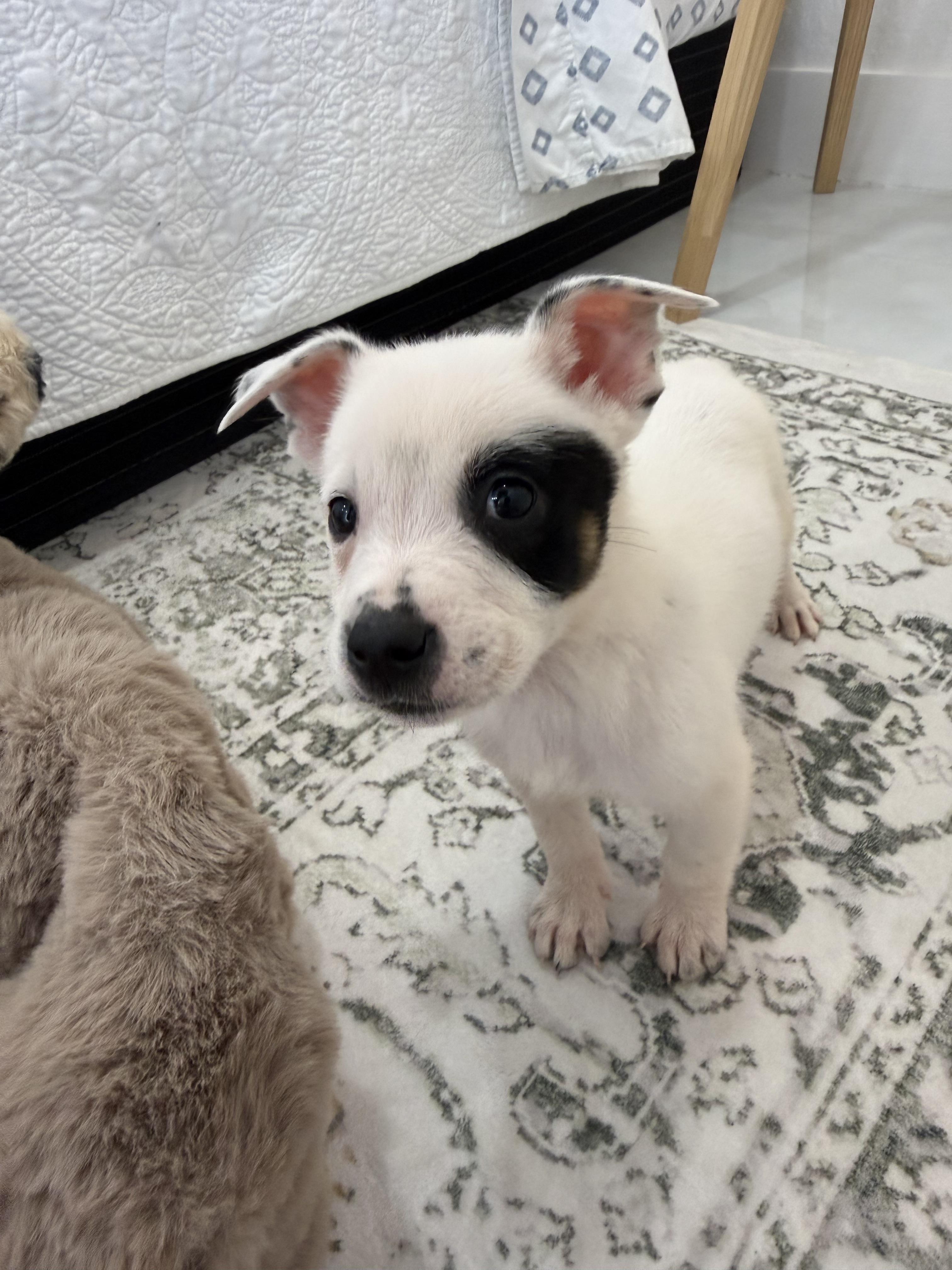Sunny, a Adopted Australian Cattle Dog / Blue Heeler in Bradenton, FL image 4/6