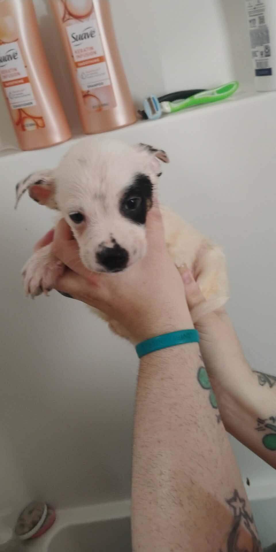 Sunny, a Adopted Australian Cattle Dog / Blue Heeler in Bradenton, FL image 6/6