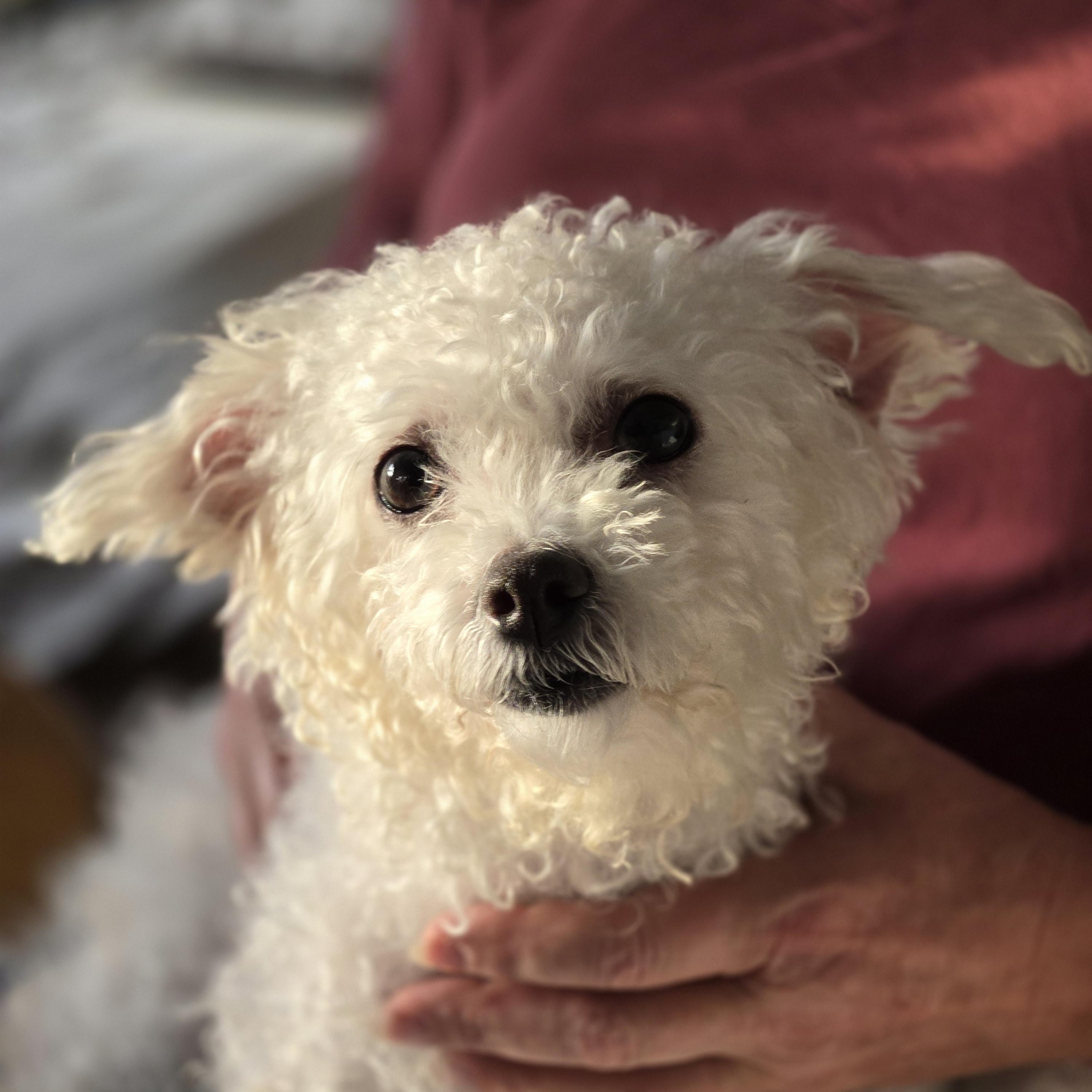 Prue, Adopted, Adult Female Poodle.