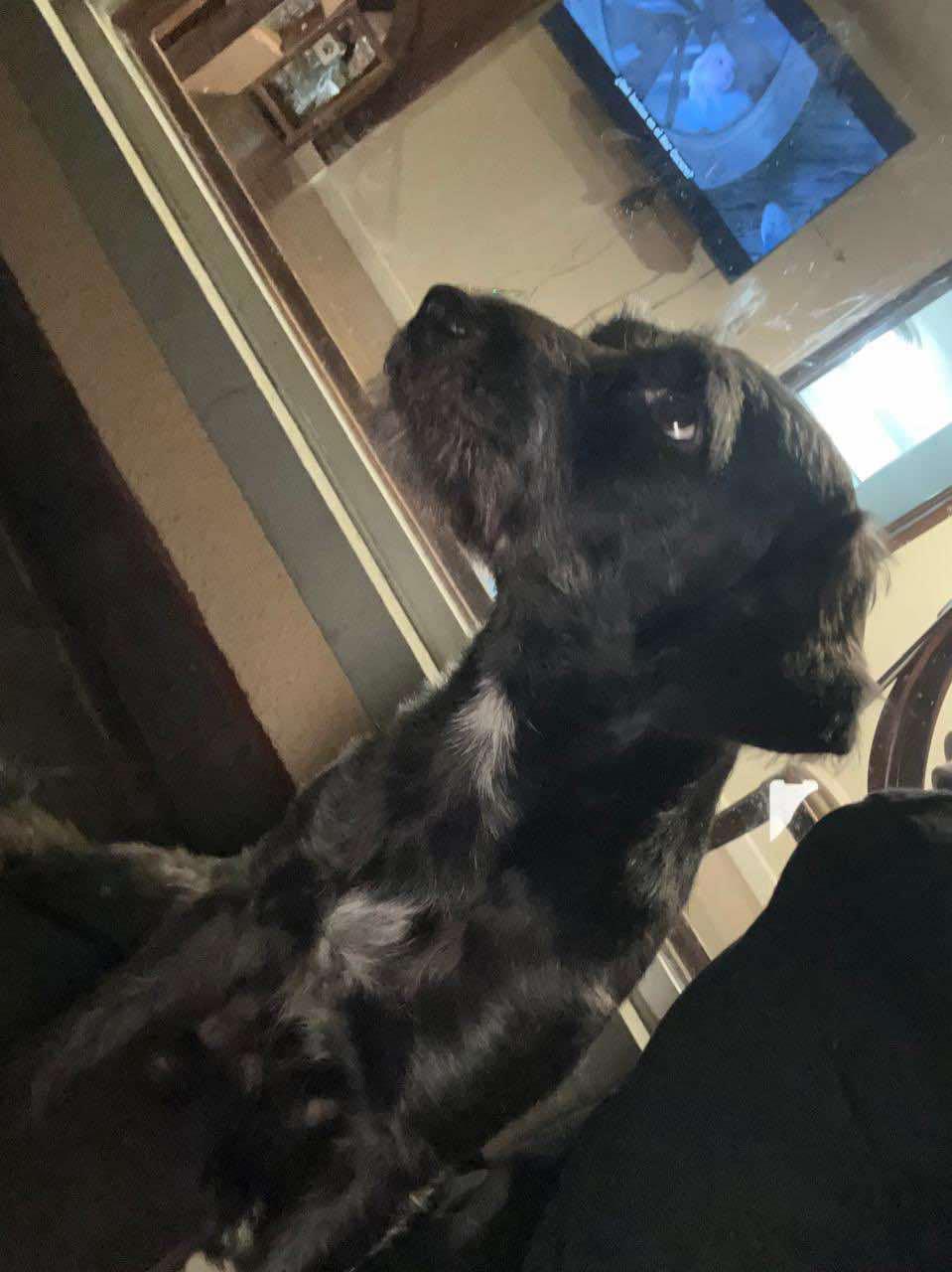 Kipperoo, Adoptable, Adult Male Boston Terrier & Poodle.