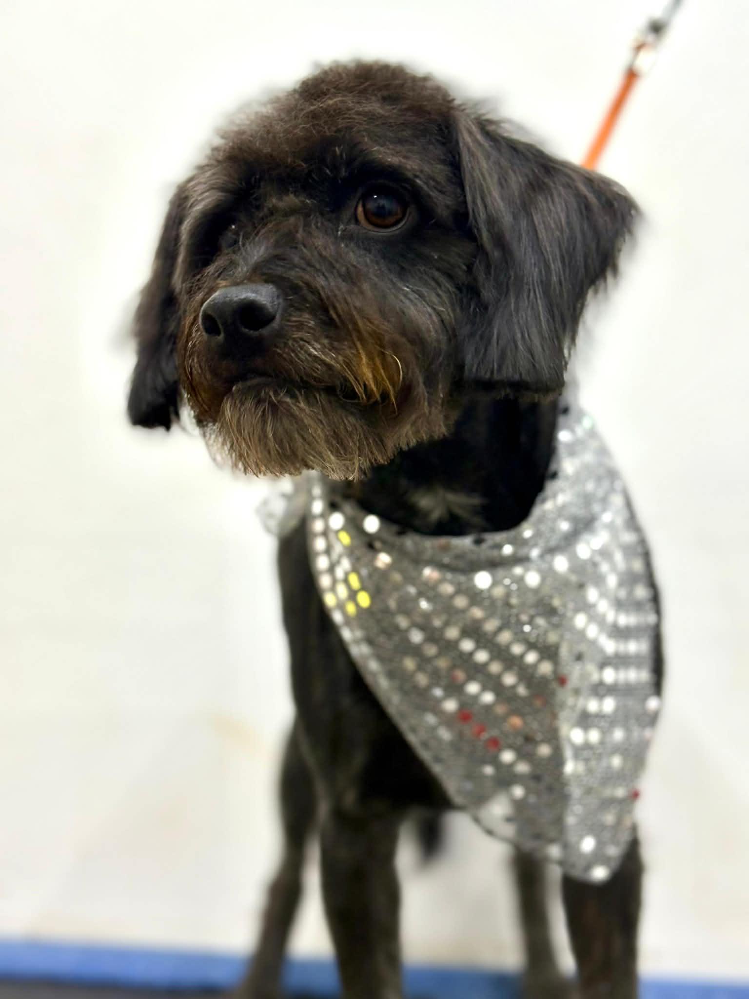 Kipperoo, Adoptable, Adult Male Poodle & Boston Terrier.