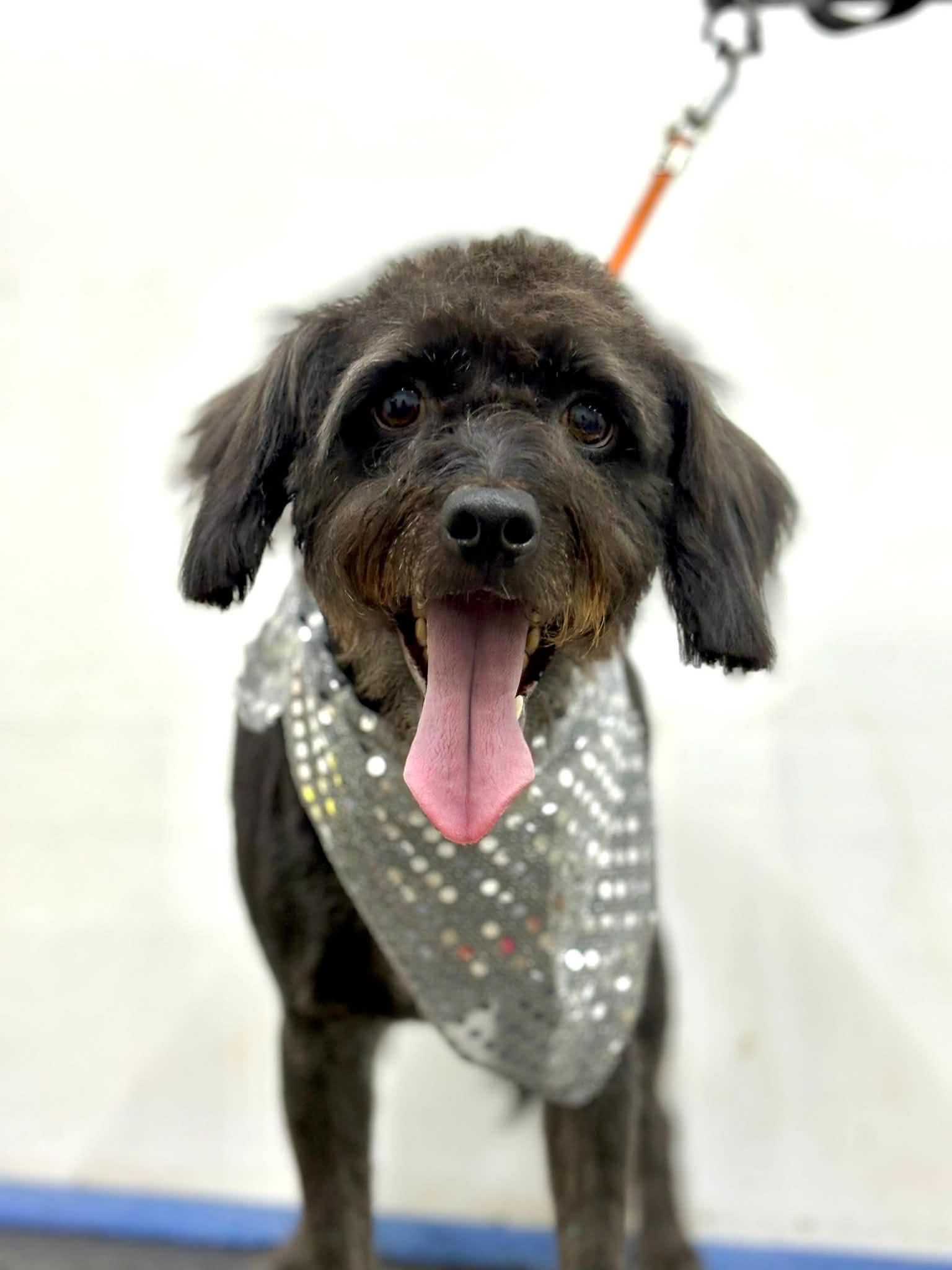 Enlarge Kipperoo, a Adoptable mixed breed in Escondido, CA image 2/3