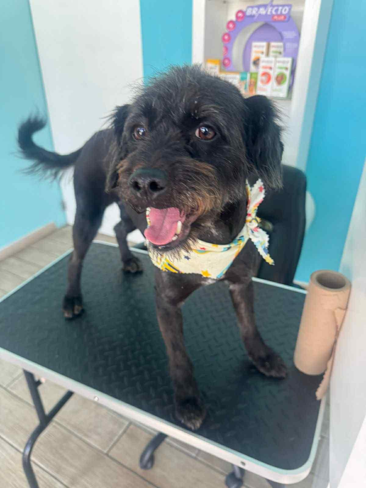 Enlarge Kipperoo, a Adoptable mixed breed in Escondido, CA image 2/3