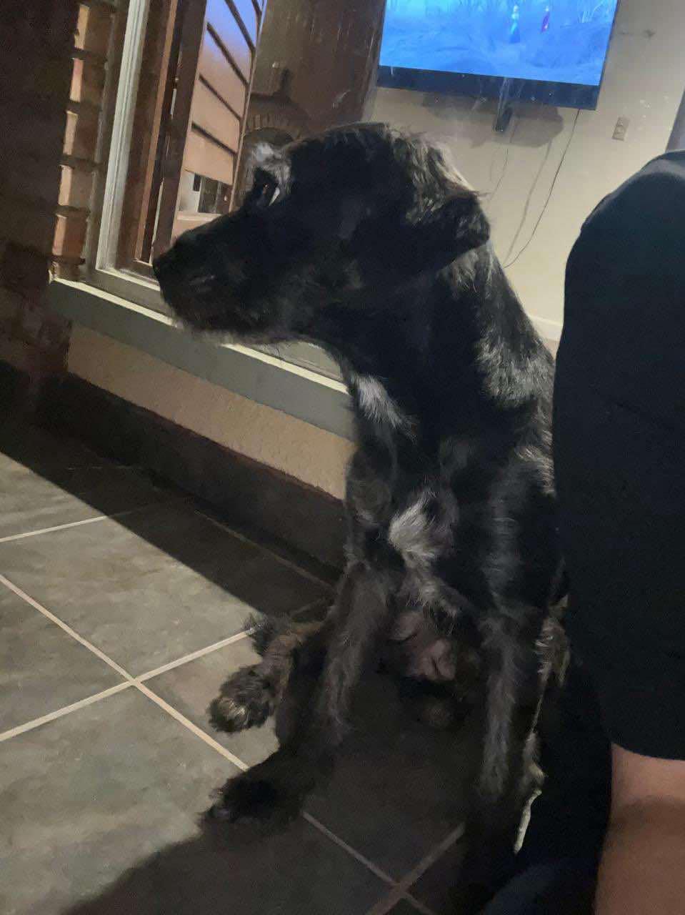 Kipperoo, Adoptable, Adult Male Boston Terrier & Poodle.