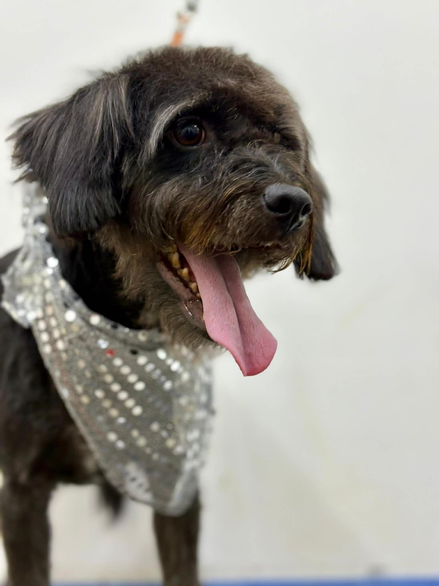 Enlarge Kipperoo, a Adoptable mixed breed in Escondido, CA image 3/3