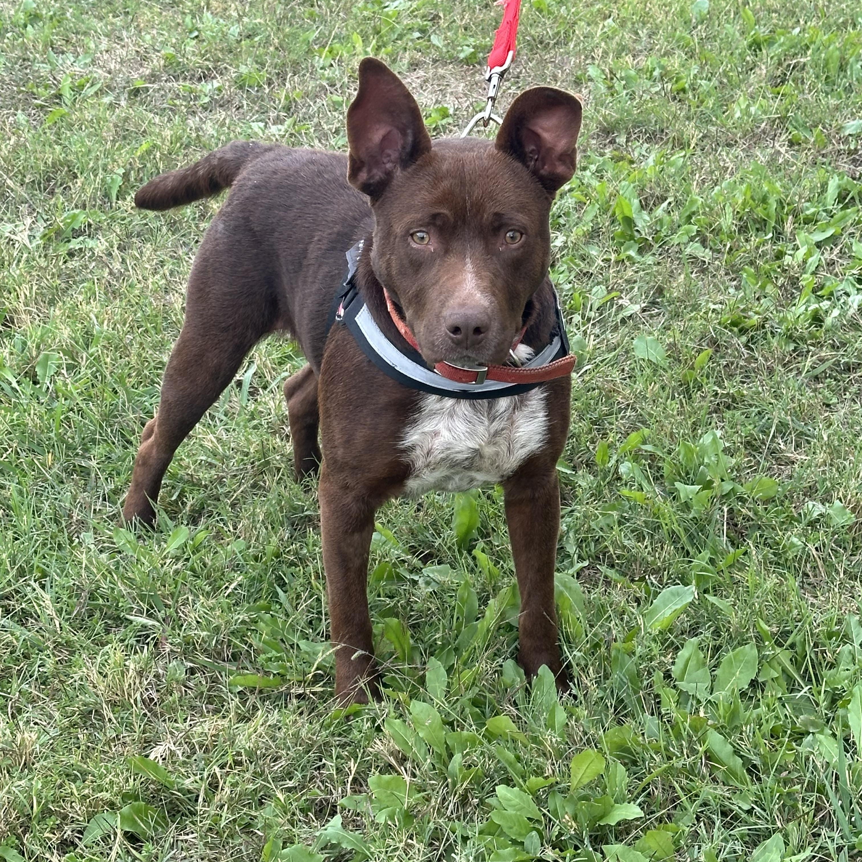 BOSS-Bright Boy, a Adoptable mixed breed in Ellington, CT image 4/6