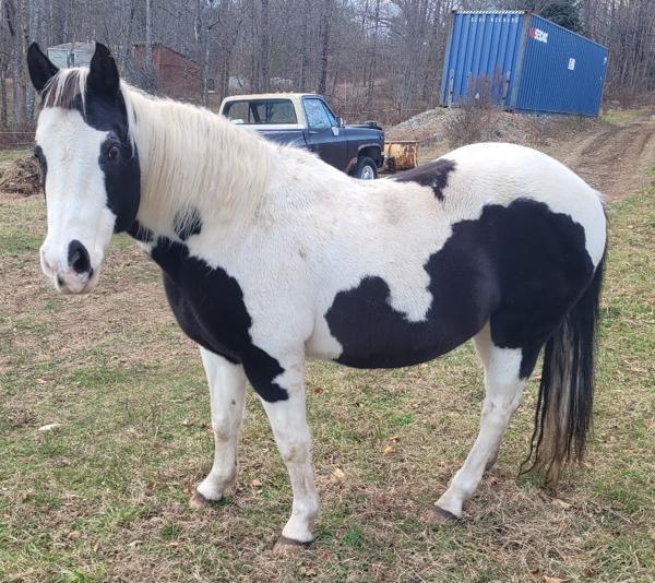 Enlarge Domino, a Adoptable mixed breed in Stratham, NH image 1/2