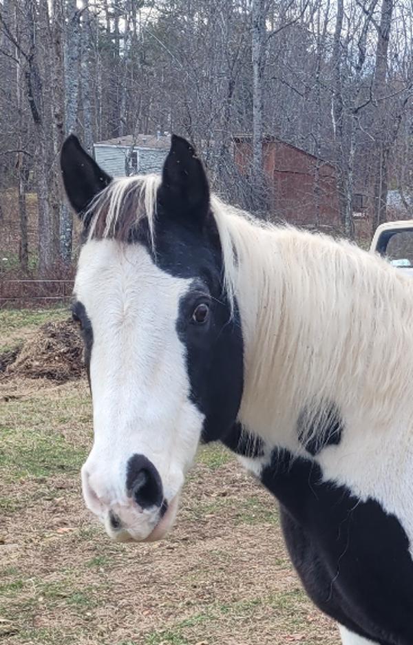 Enlarge Domino, a Adoptable mixed breed in Stratham, NH image 2/2
