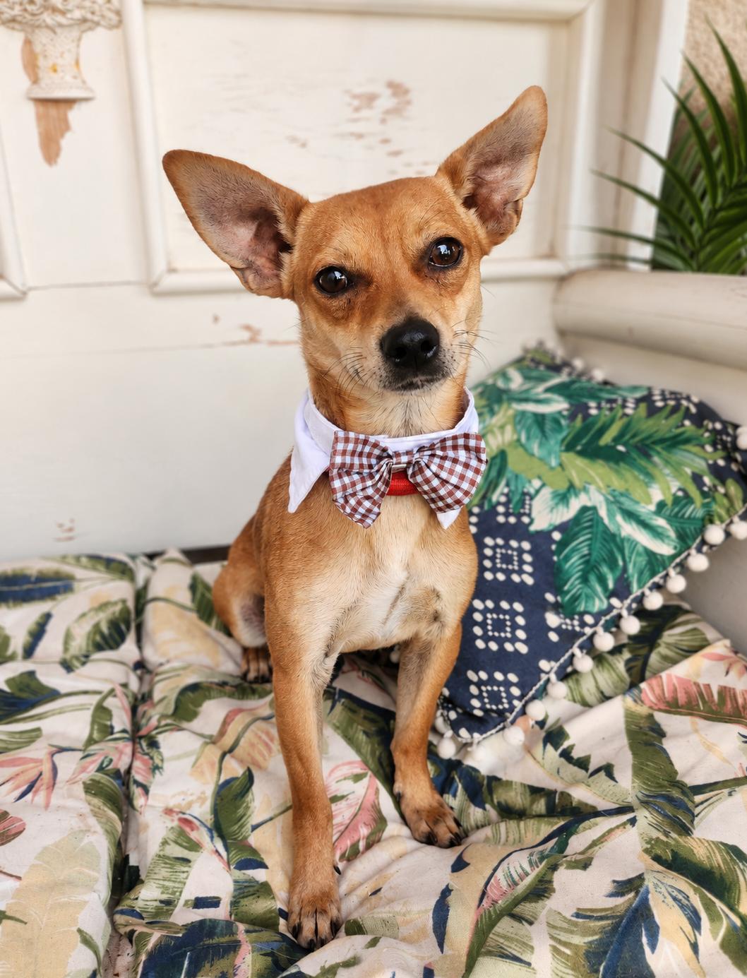 Enlarge Cadejo, a Adoptable mixed breed in Menifee, CA image 1/3
