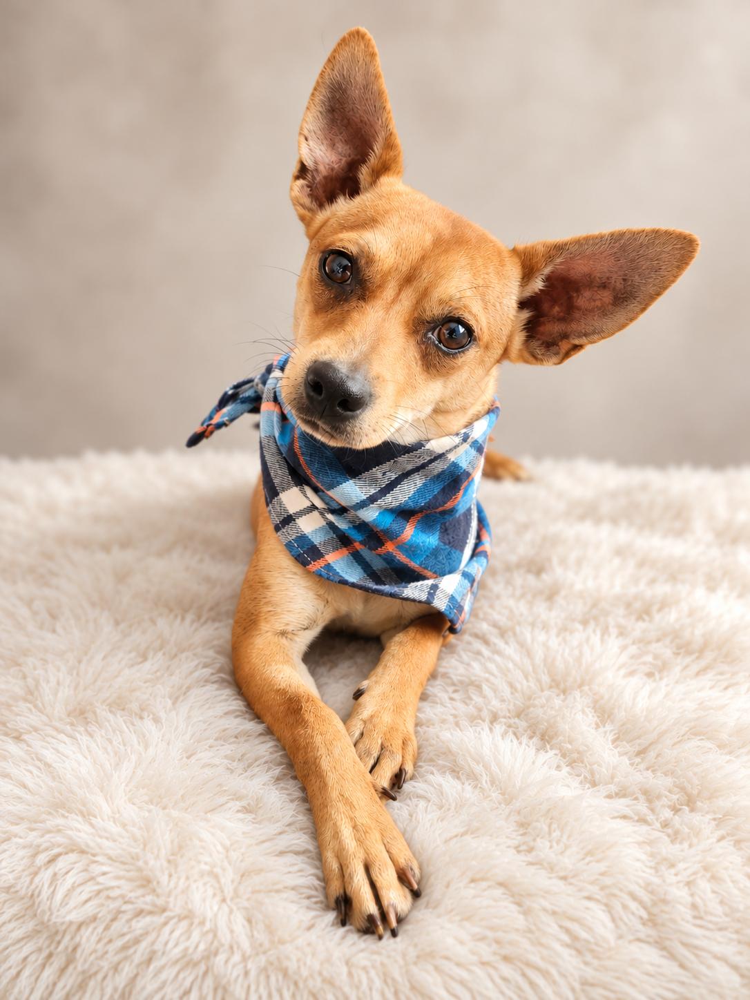 Enlarge Cadejo, a Adoptable mixed breed in Menifee, CA image 3/3