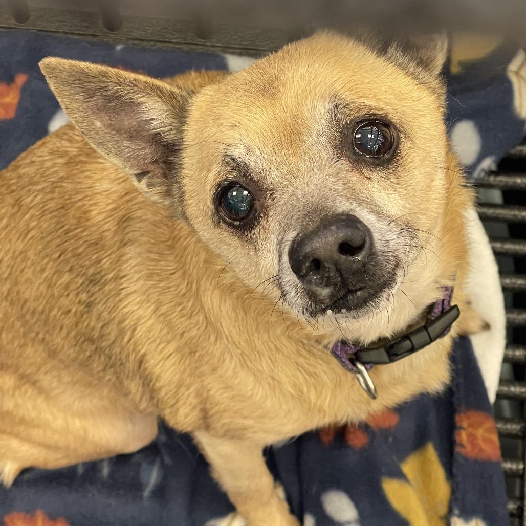 Casey, Adoptable, Senior Male Chihuahua & Mixed Breed.