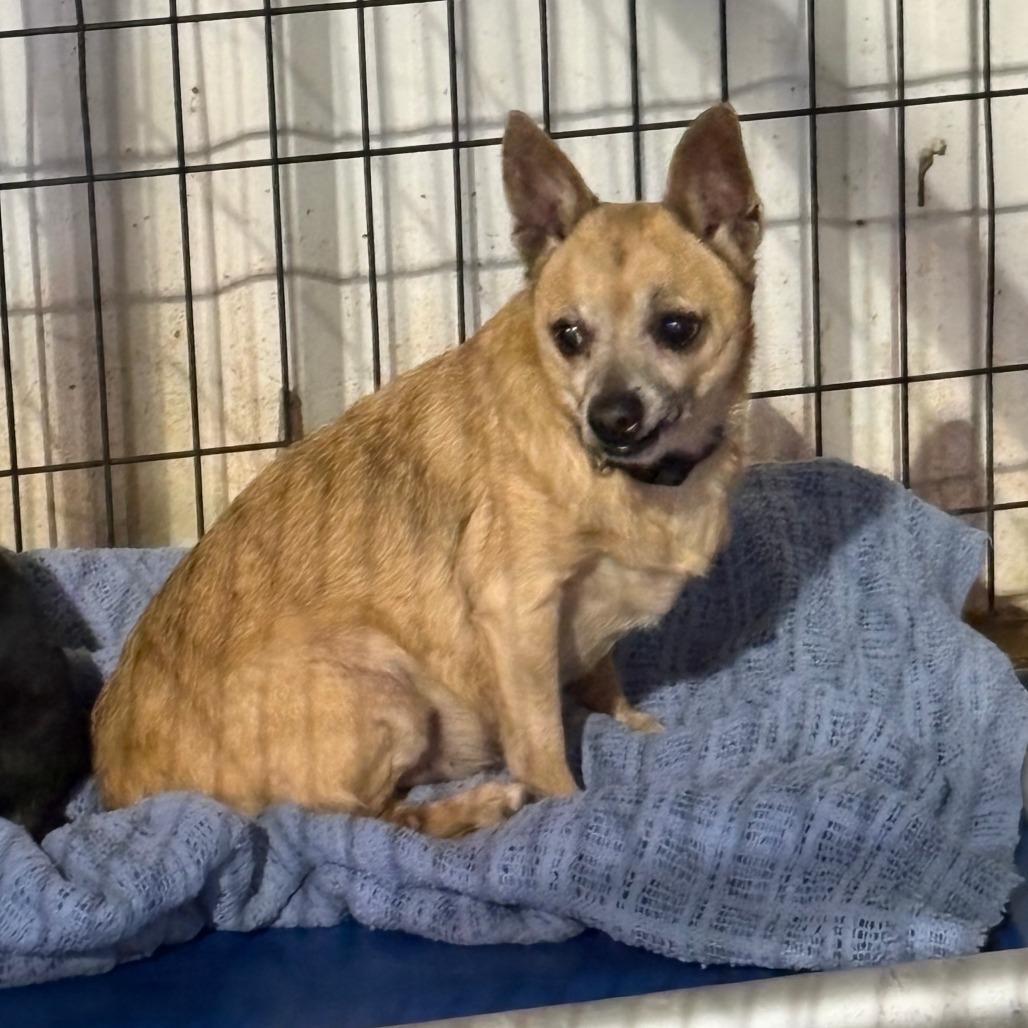 Casey, a Adoptable mixed breed in Tulsa, OK image 2/2