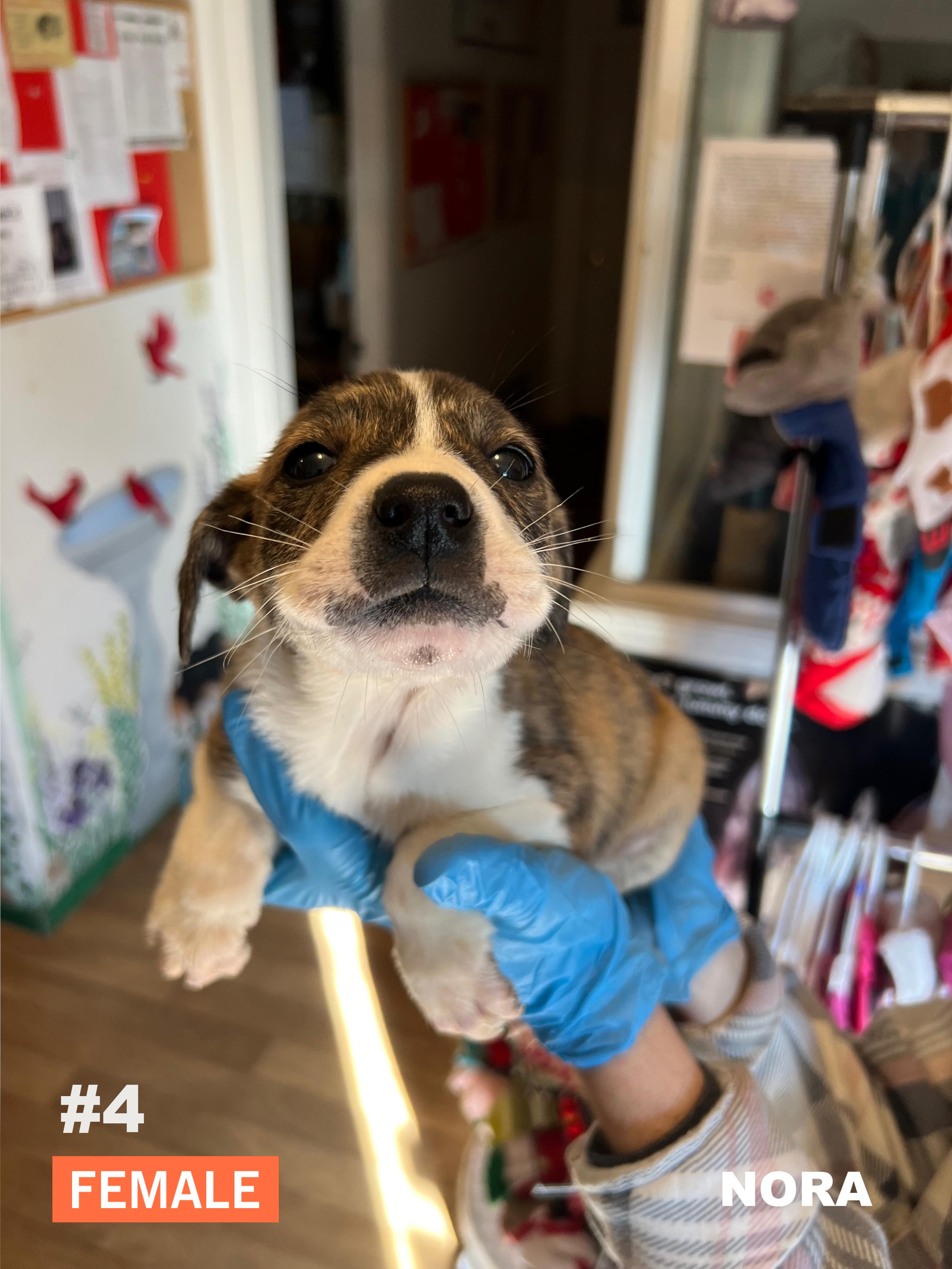 Enlarge Nora, a ADOPTABLE mixed breed in Okmulgee, OK image 4/4