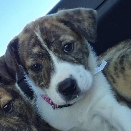 Enlarge Nora, a ADOPTABLE mixed breed in Okmulgee, OK image 1/1