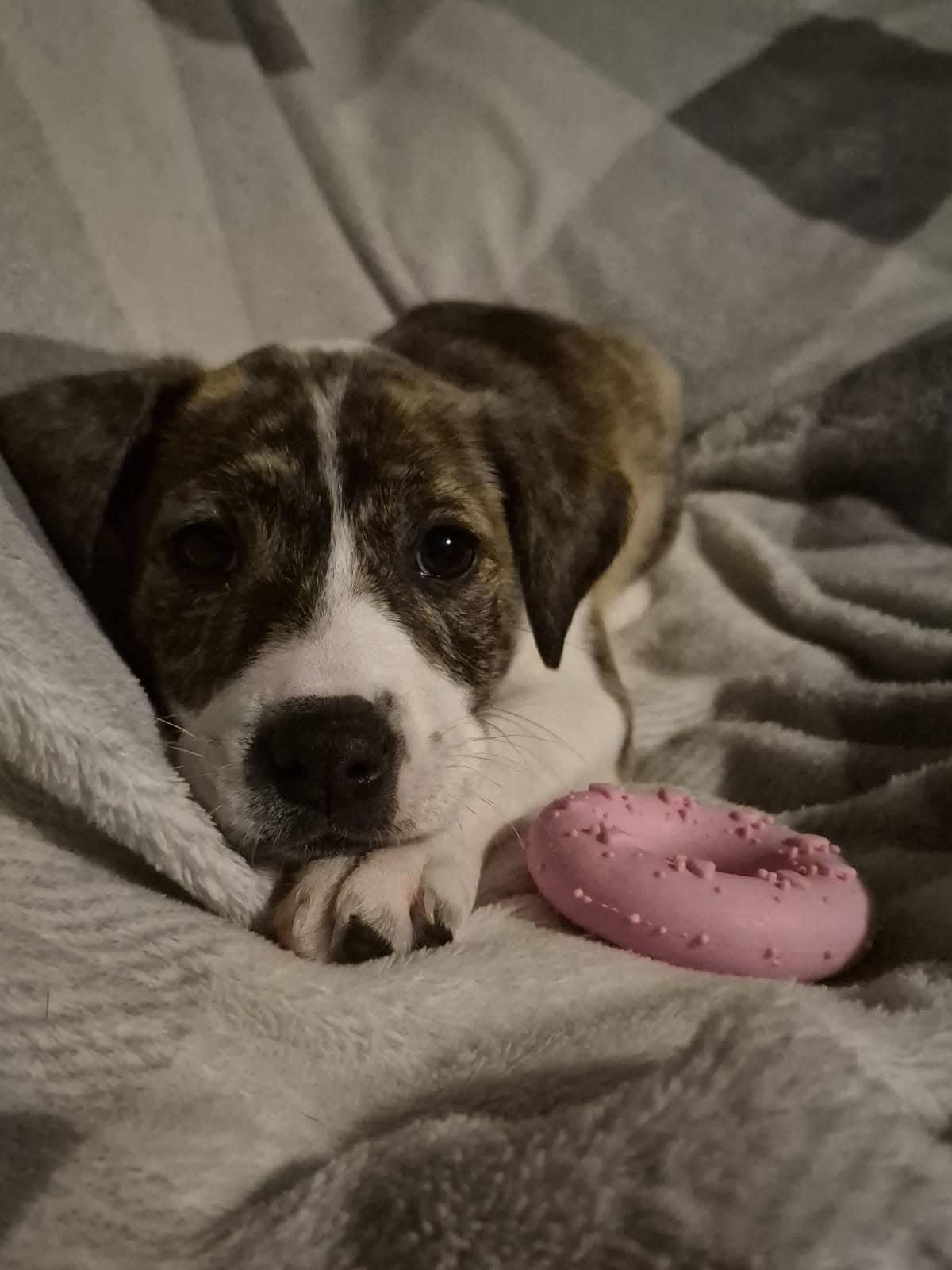 Enlarge Nora, a ADOPTABLE mixed breed in Okmulgee, OK image 2/4