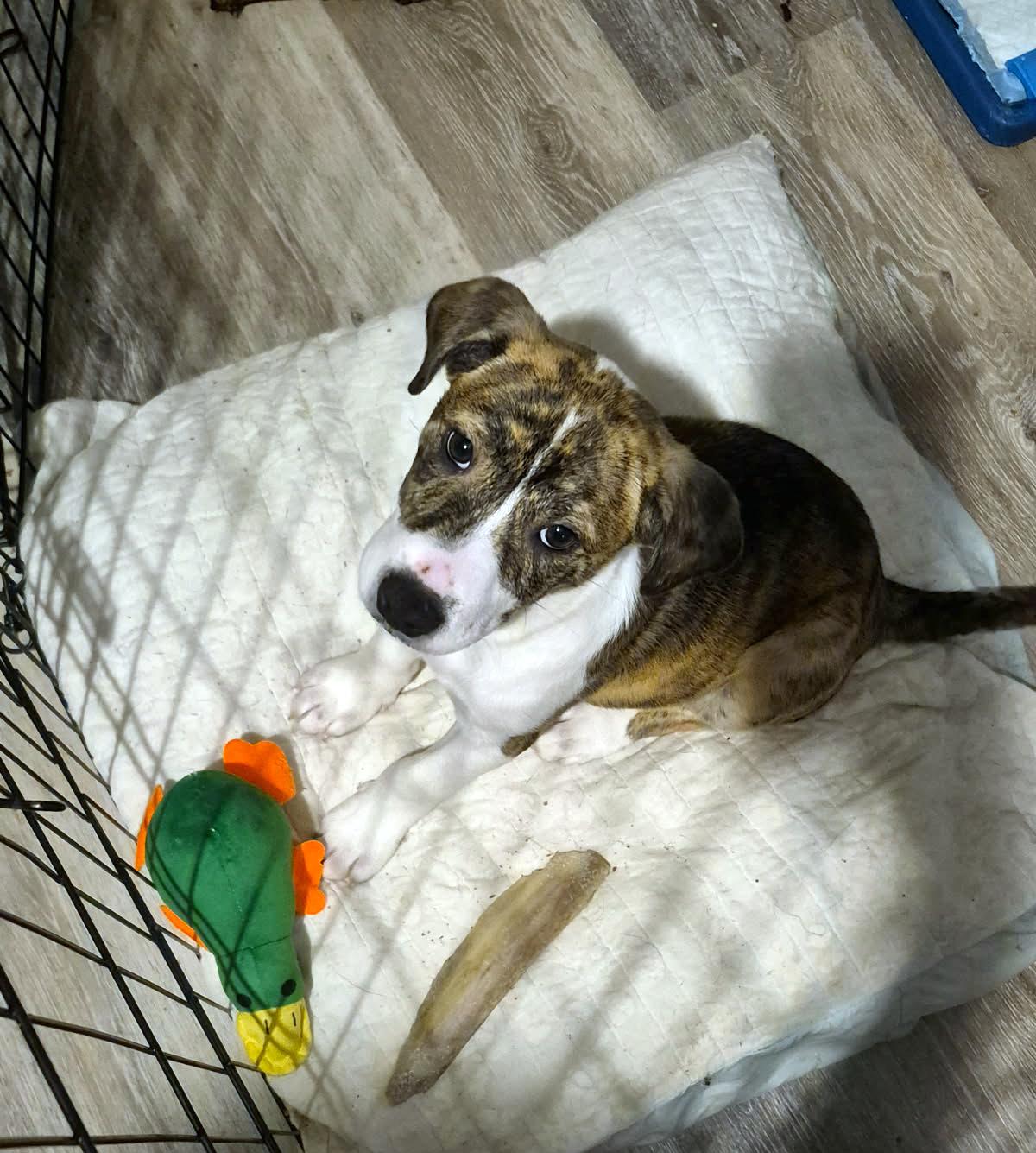 Nora, ADOPTABLE, Puppy Female Boxer.