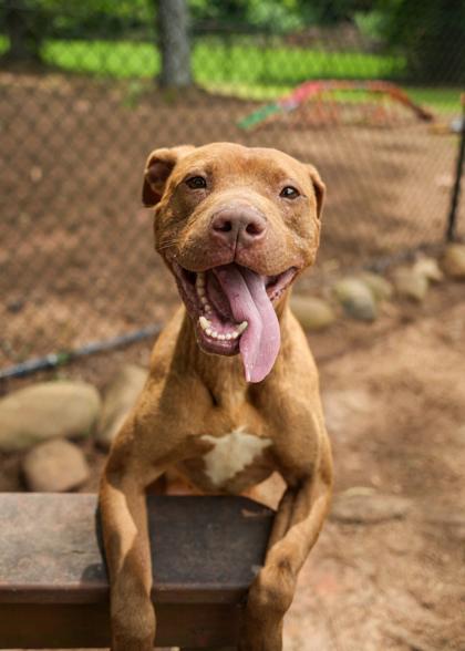 Enlarge Changa 63597, a Adoptable mixed breed in Aiken, SC image 1/3