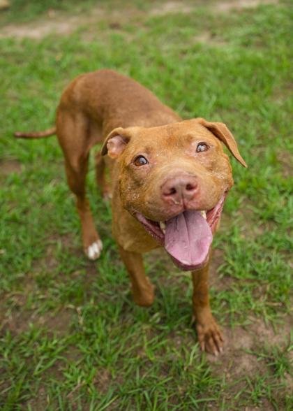 Enlarge Changa 63597, a Adoptable mixed breed in Aiken, SC image 3/3
